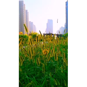 花416