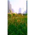 花416