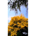 花417