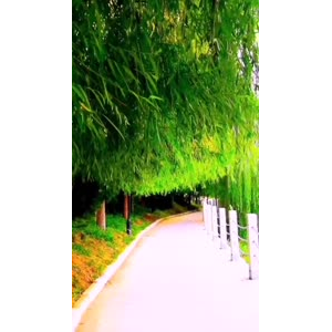 花422