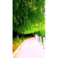 花422