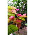 花423
