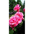 花425