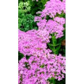 花426