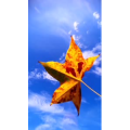 花428