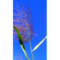 花429