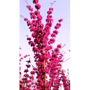 花432