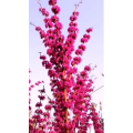 花432
