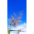 花435