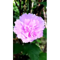 花437