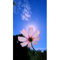 花438