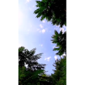 花439