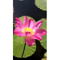 花440