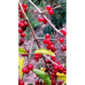 花441