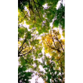 花444