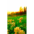 花448