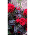 花450