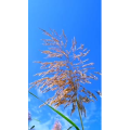 花454