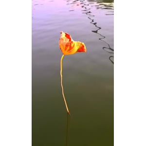 花456