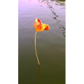 花456