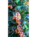 花457