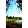花459