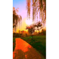 花460