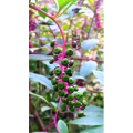 花461