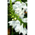 花466