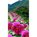 花470