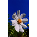 花472