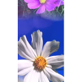 花473