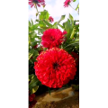 花474