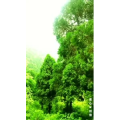 花475