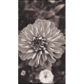 花476