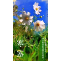 花477