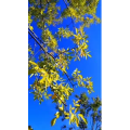 花478