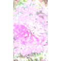 花479