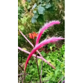 花483