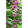 花484