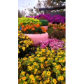 花485