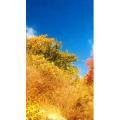 花487