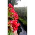 花488
