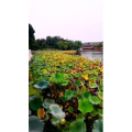 花489