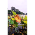 花491