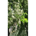 花500
