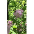 花510