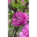 花512
