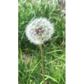 花517