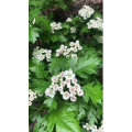 花518